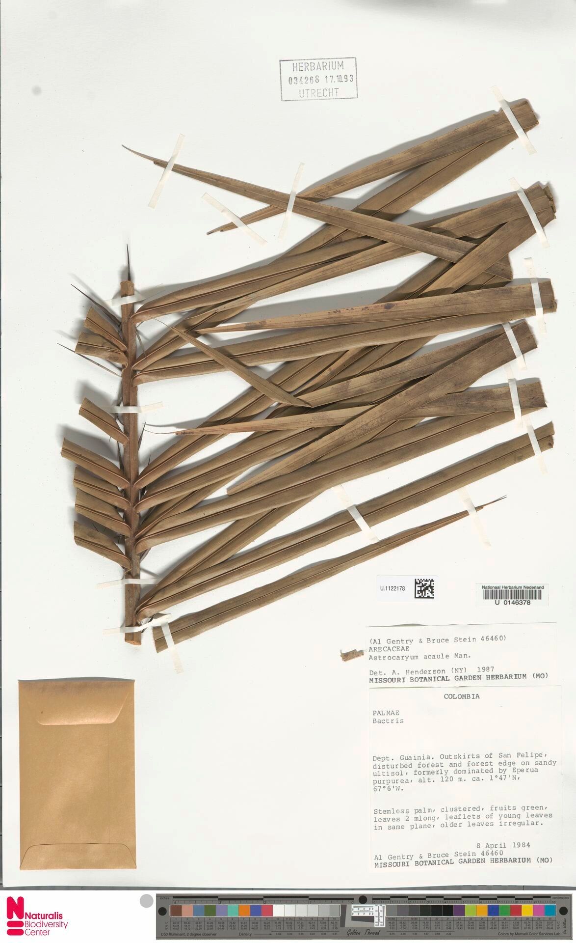 Astrocaryum acaule — related species from the same genus