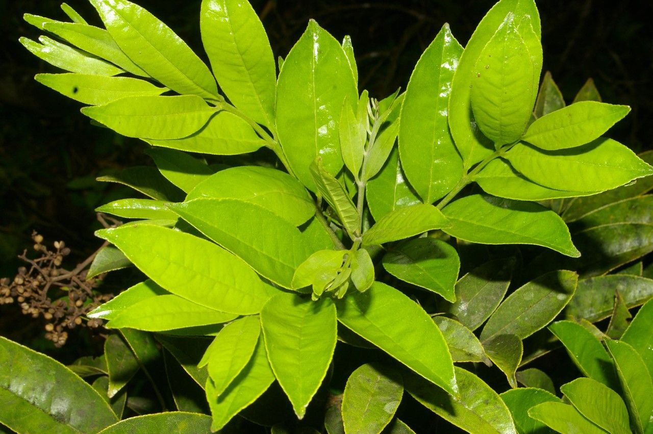 Zanthoxylum acuminatum other