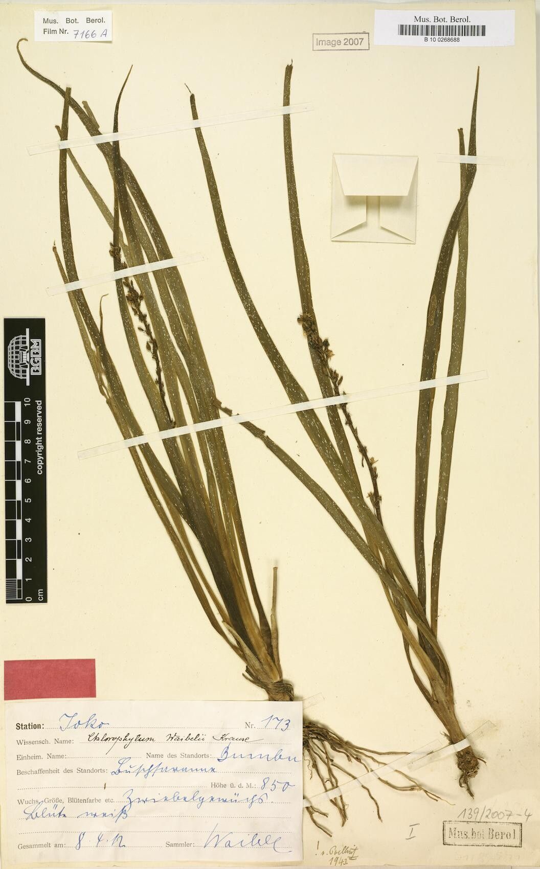 Chlorophytum camporum — search result for 'Chlorophytum'