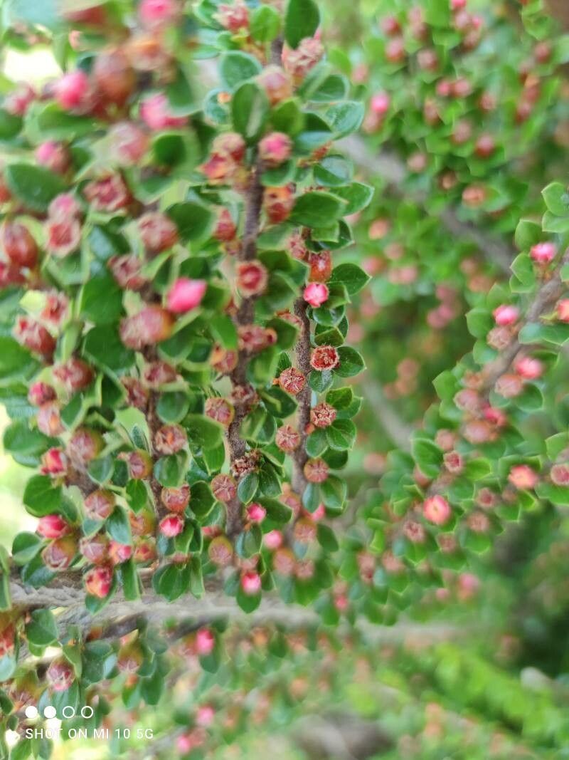 Cotoneaster nanshan flower