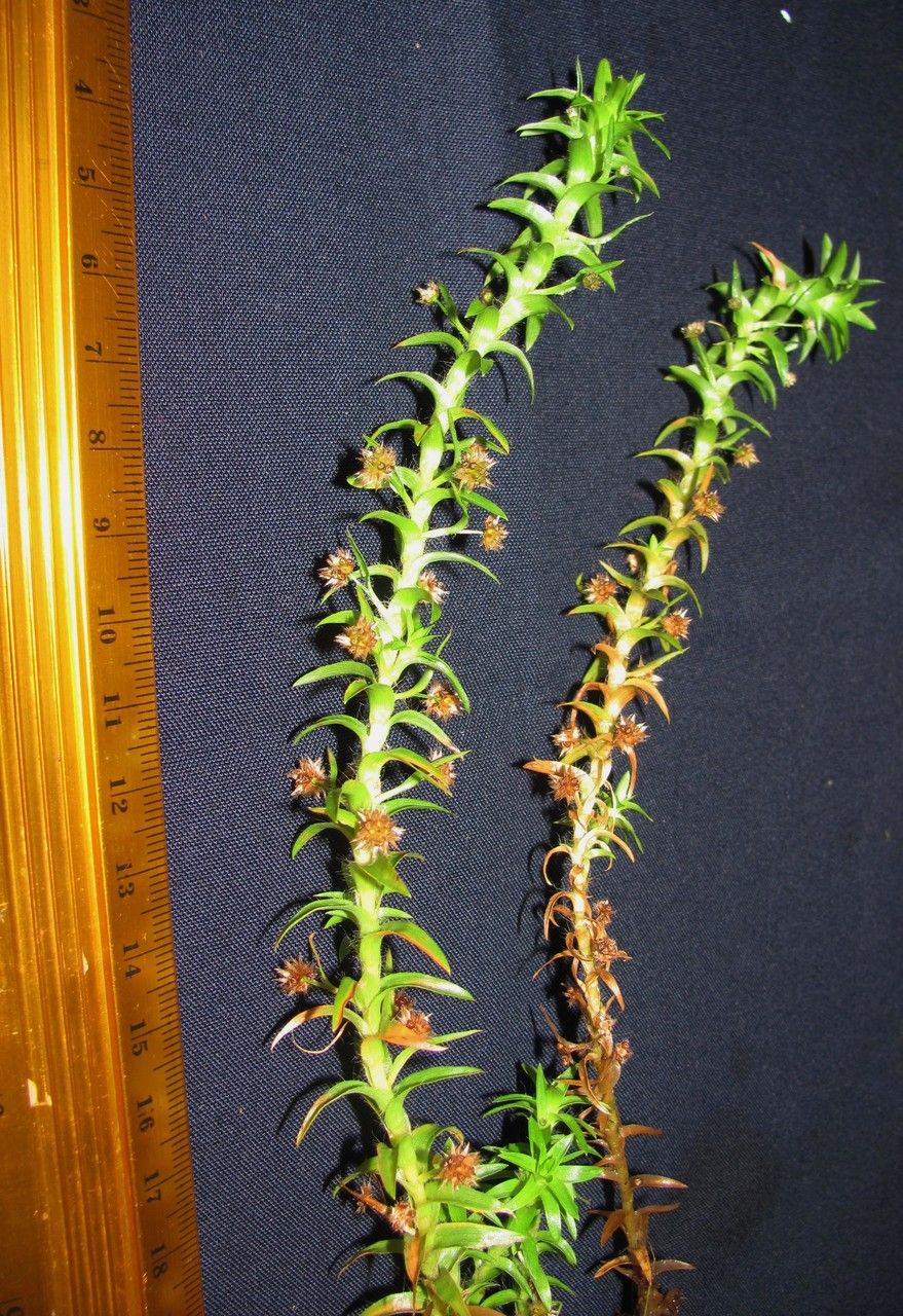 Tonina fluviatilis other