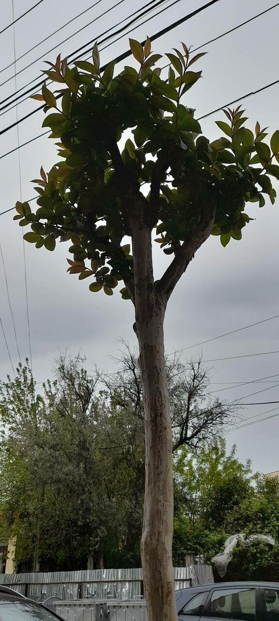 Ochna pulchra flower