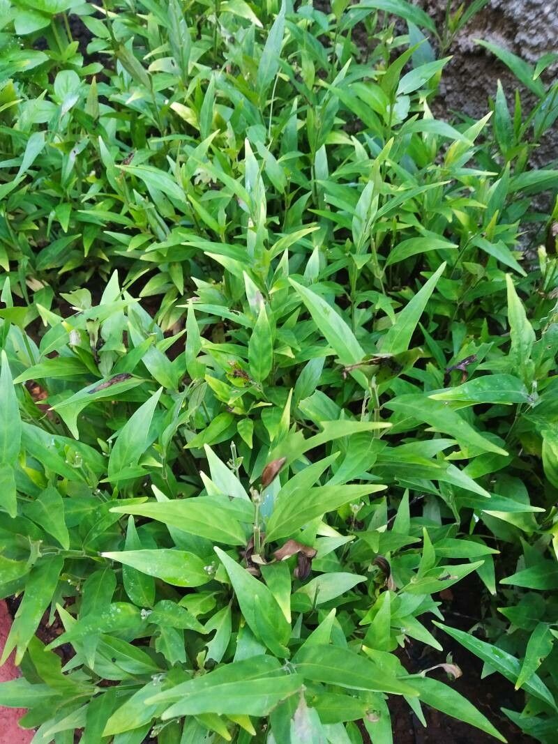 Dianthera pectoralis habit