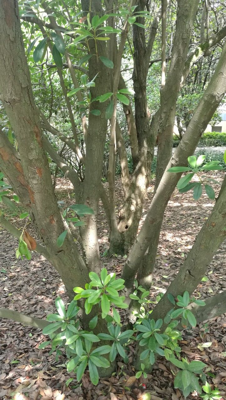 Photinia bodinieri habit