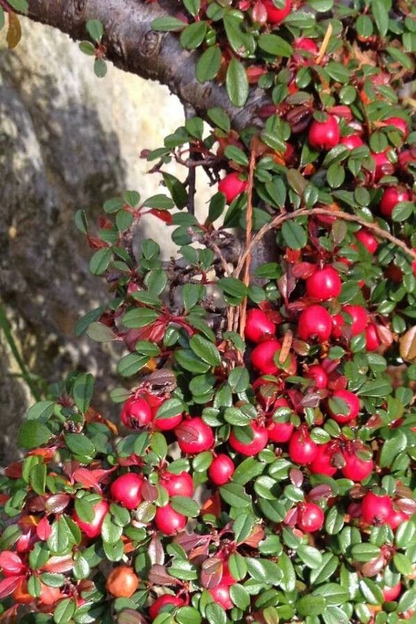 Cotoneaster integrifolius fruit