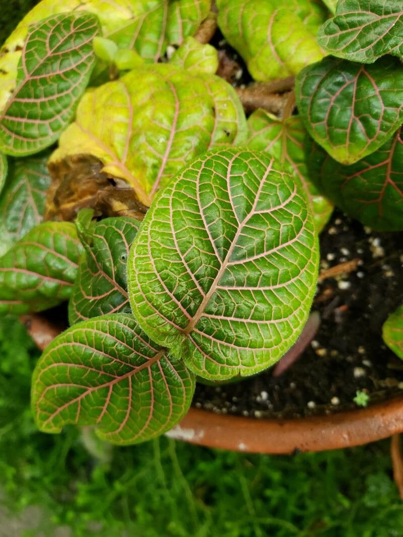 Fittonia gigantea