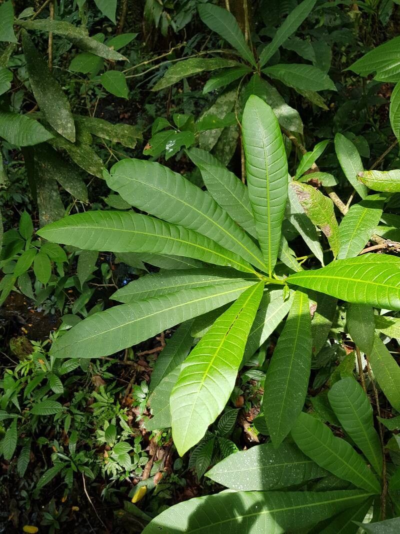 Campnosperma panamense leaf