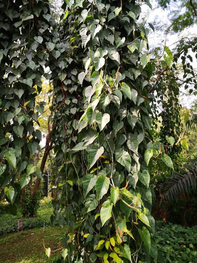 Philodendron hederaceum  var kirkbridei habit