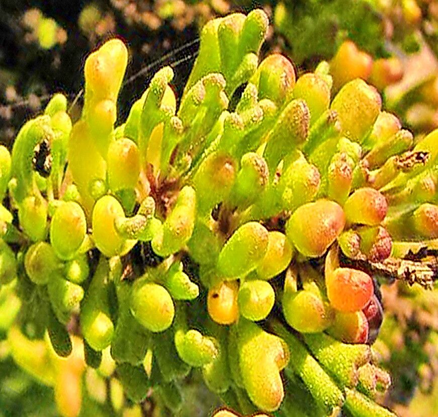 Oncosiphon schlechteri — houseplant care guide