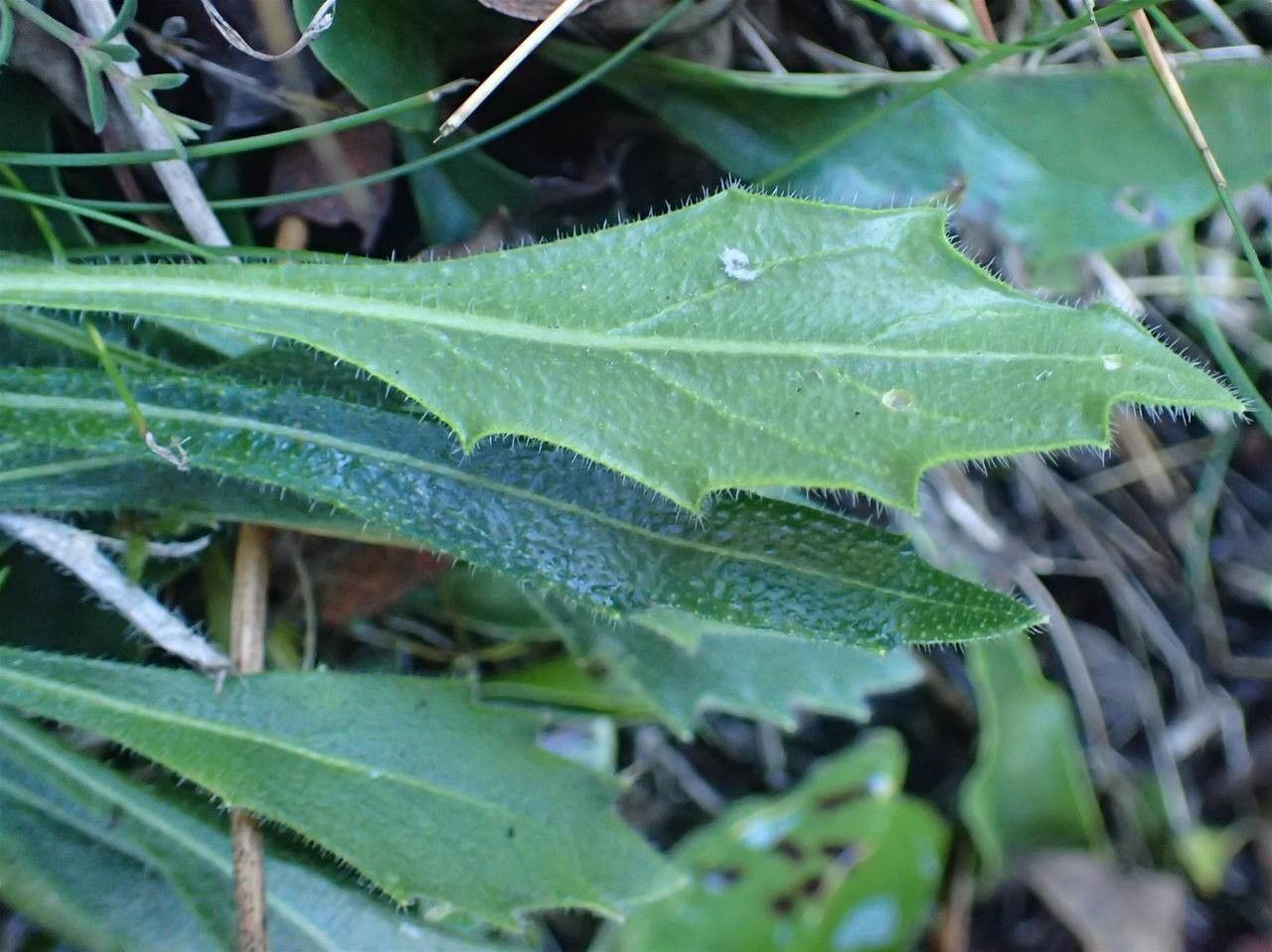 Biscutella flexuosa — houseplant care guide