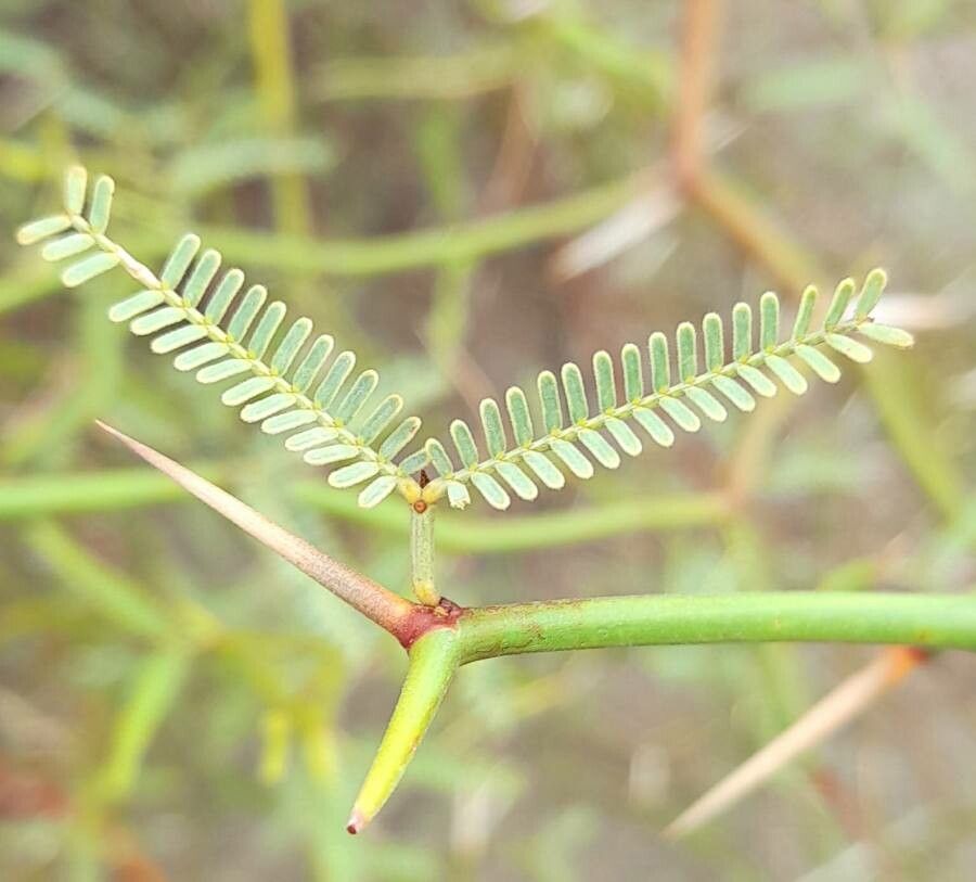 Prosopis argentina other