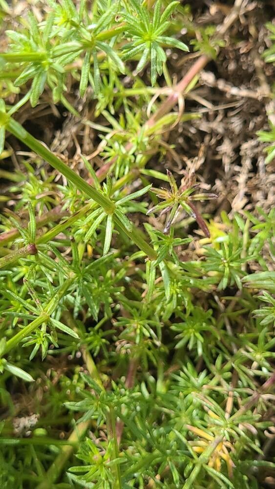 Galium corsicum leaf