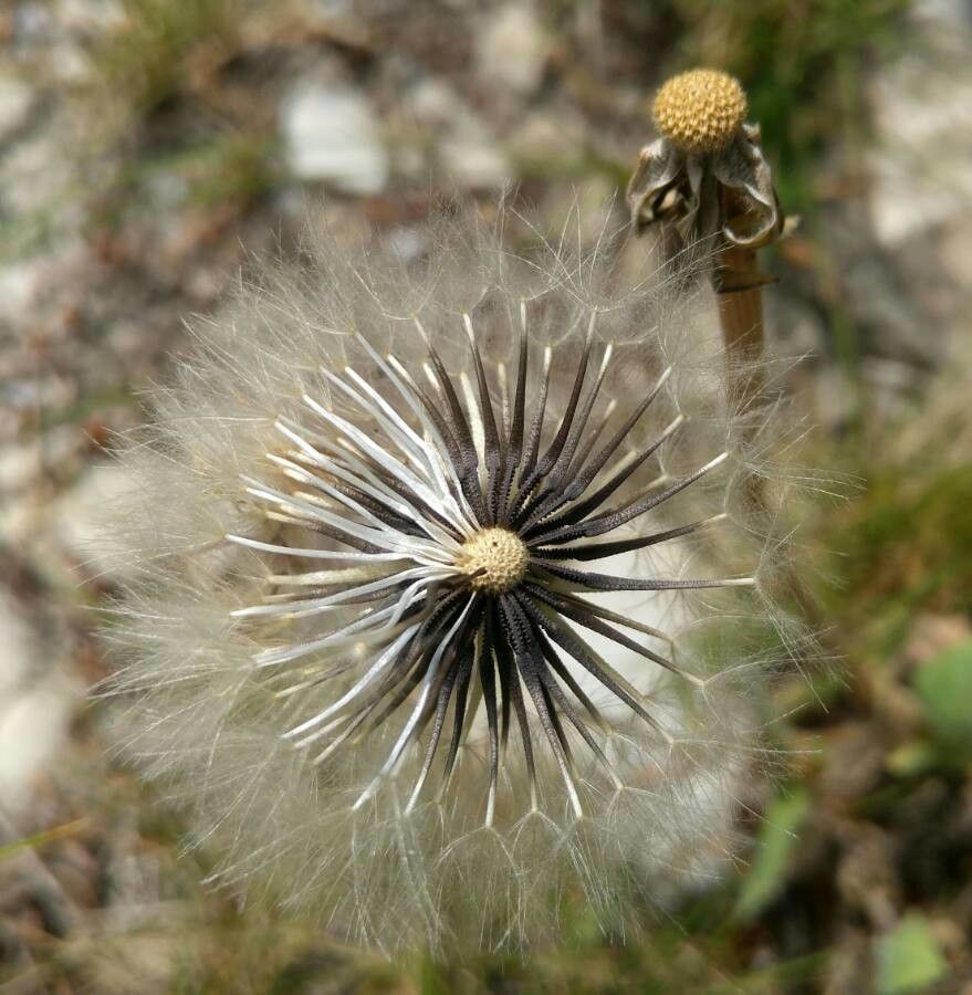 Agoseris grandiflora fruit