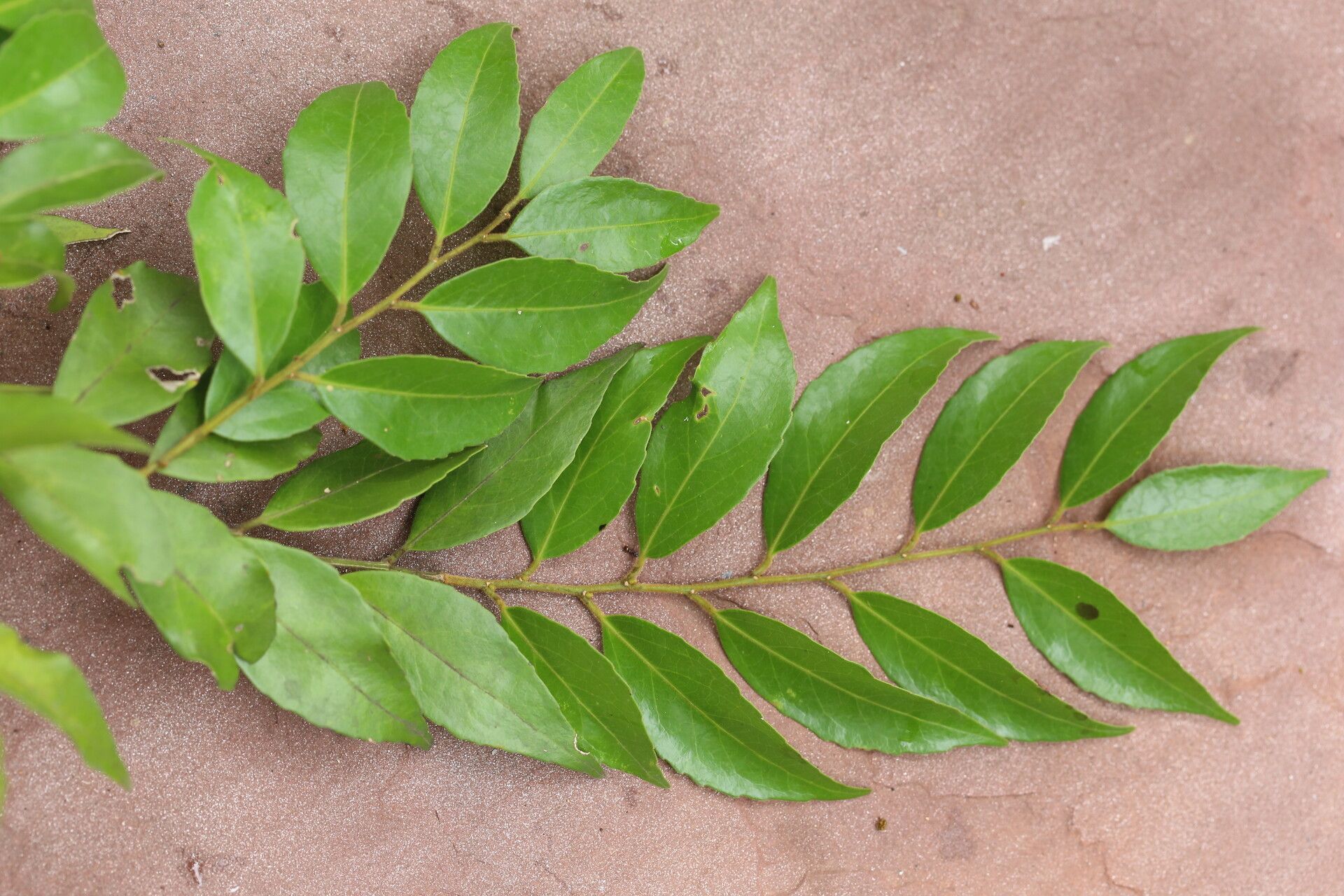 Drypetes gerrardii leaf