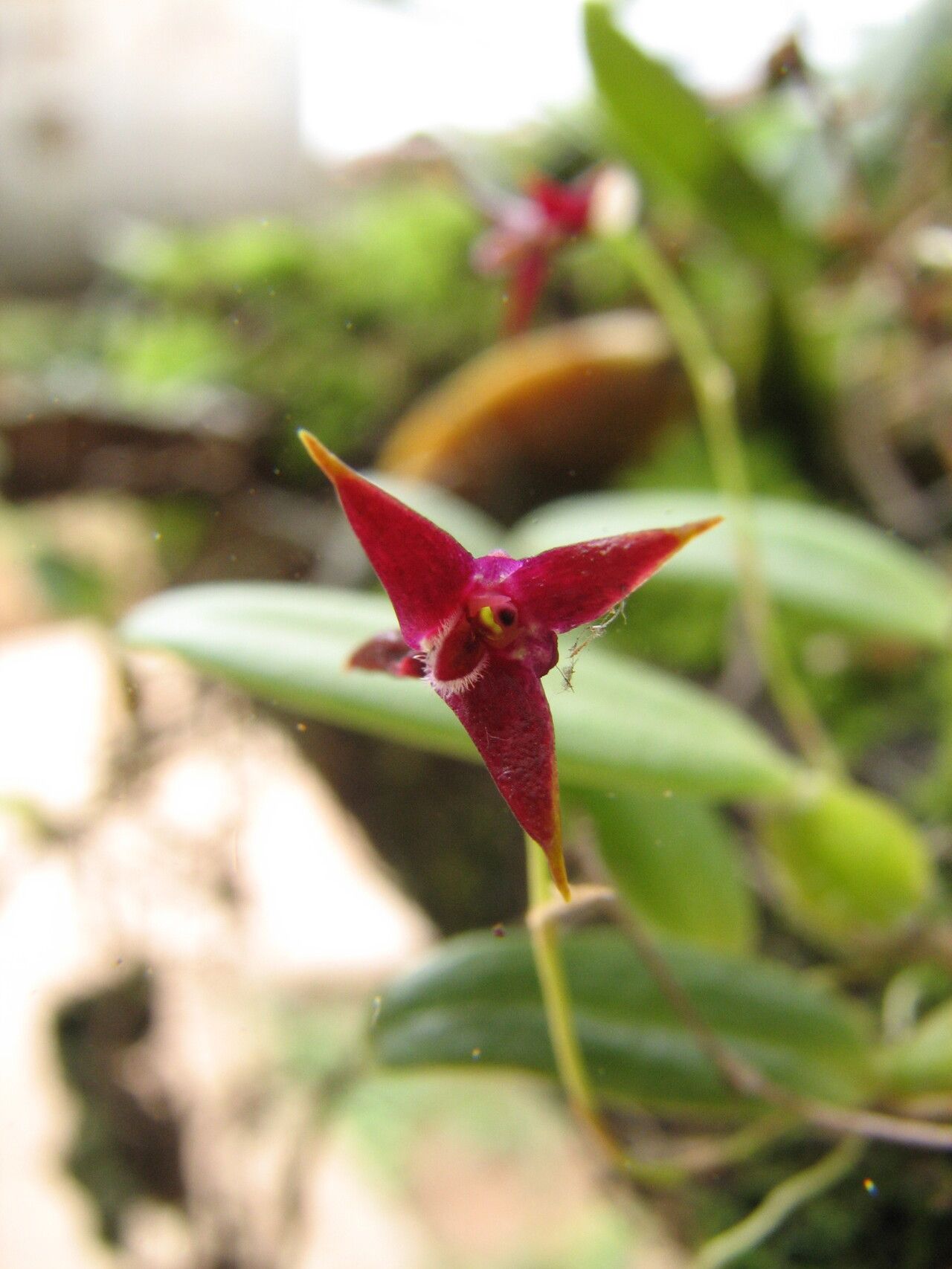 Bulbophyllum vanum flower