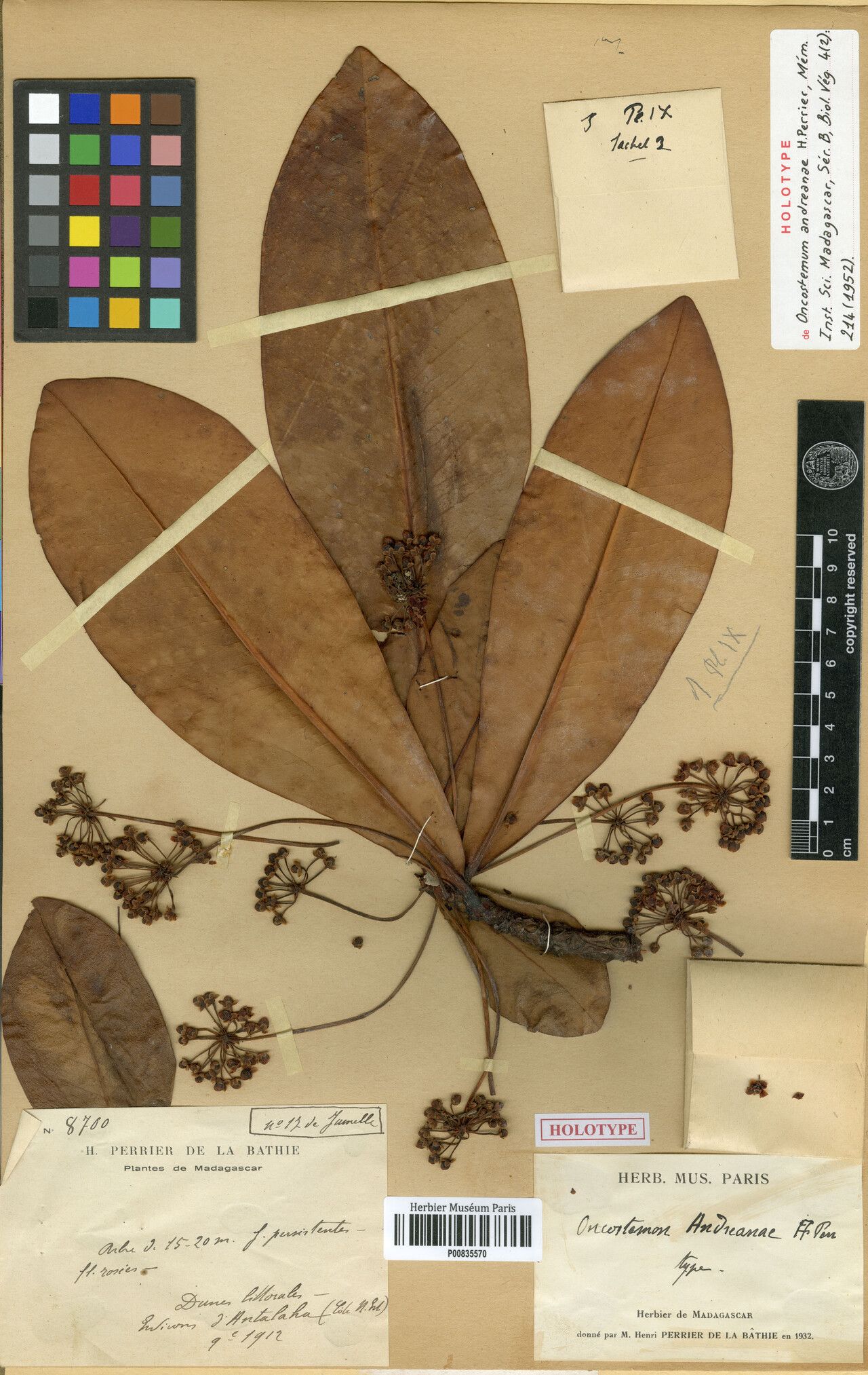 Oncostemum andreanae — related species from the same genus