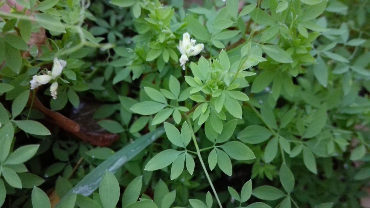 Ceratocapnos claviculata — search result for 'Papaveraceae'