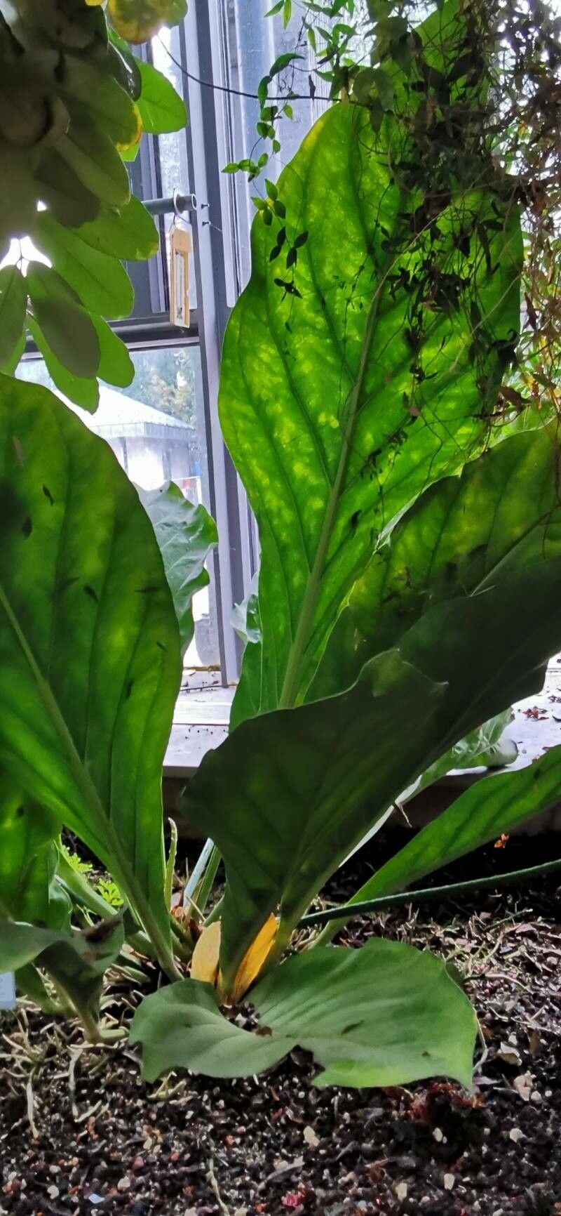 Anthurium crassinervium habit