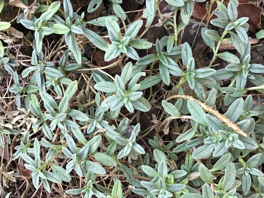 Helianthemum oelandicum — houseplant care guide