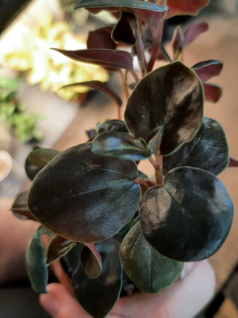 Peperomia metallica leaf