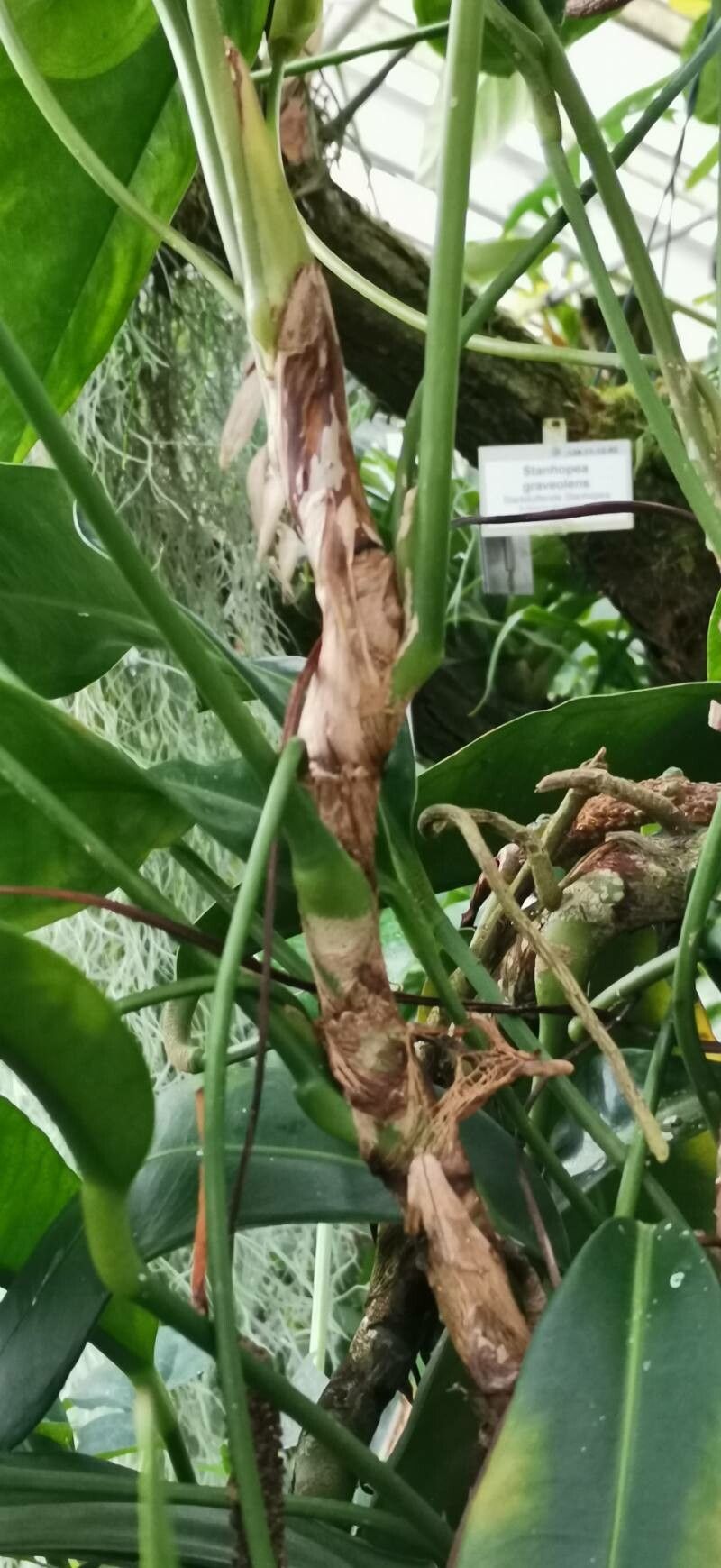 Anthurium loefgrenii bark