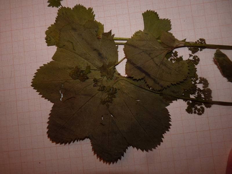 Alchemilla straminea leaf