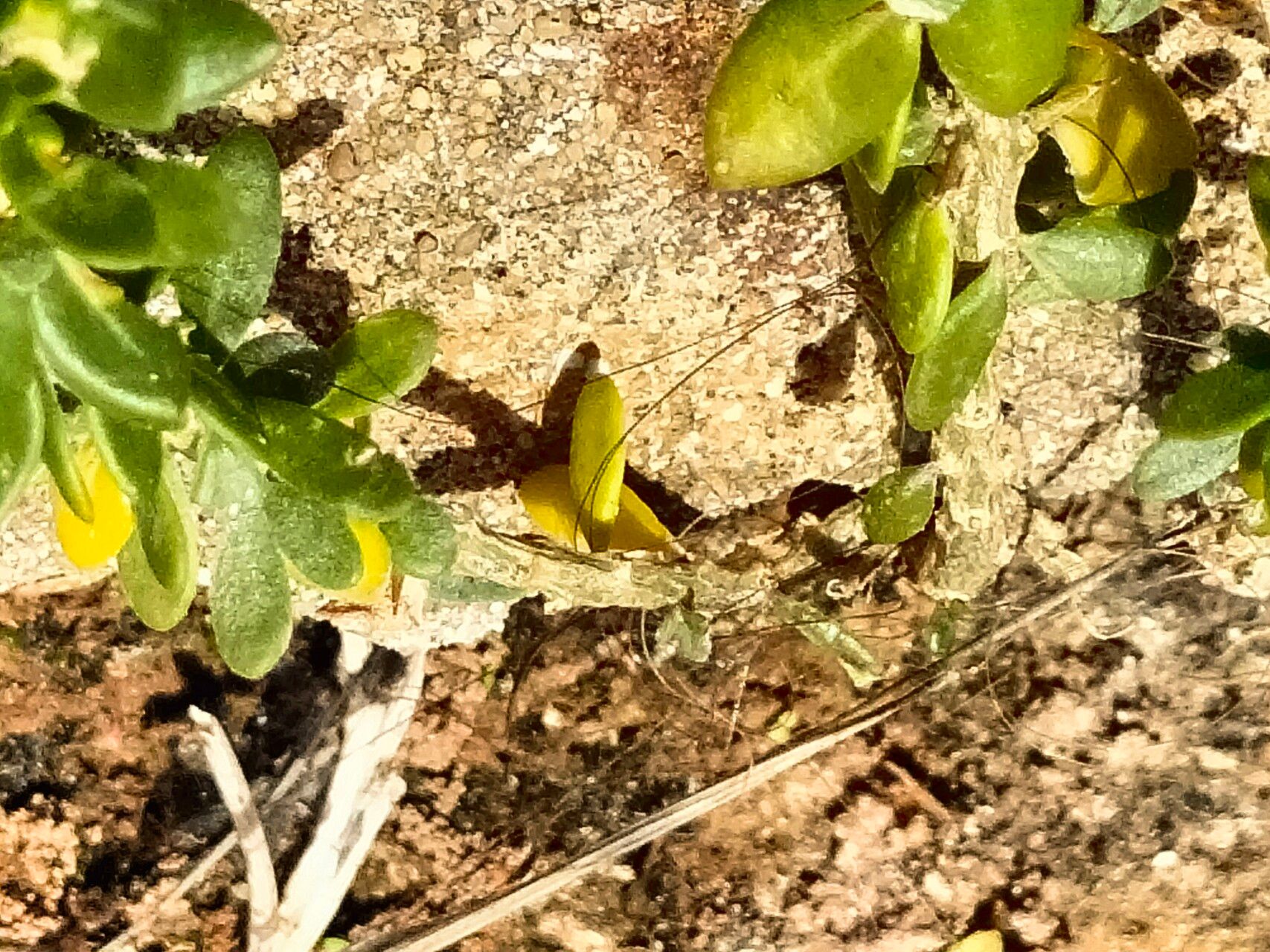 Roepera flexuosa bark