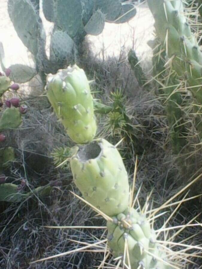 Austrocylindropuntia cylindrica fruit