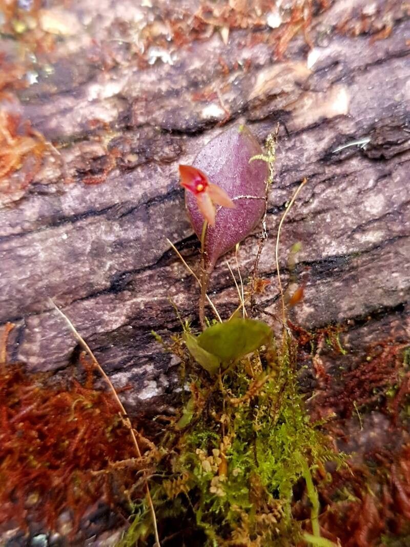 Lepanthes acoridilabia — related species from the same genus
