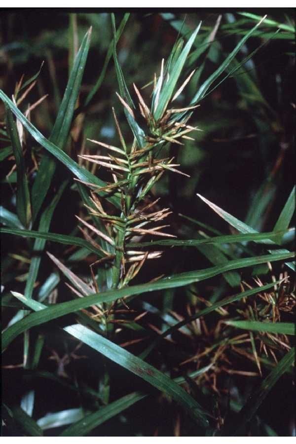Dulichium arundinaceum habit