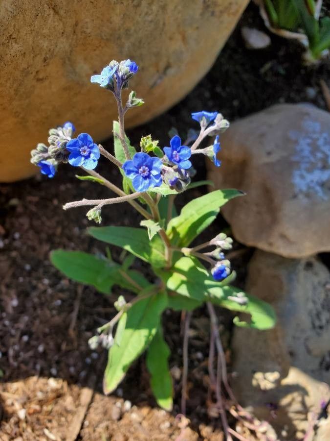 Cynoglossum grande flower