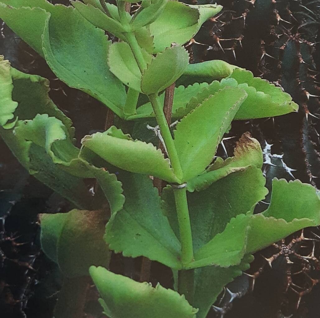 Kalanchoe latisepala — houseplant care guide