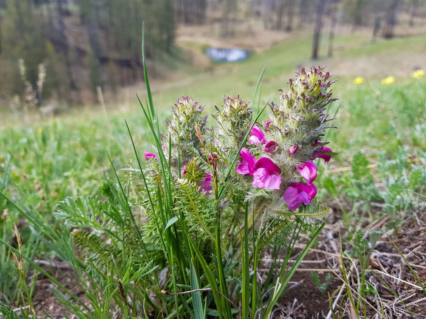 Pedicularis rubens — houseplant care guide