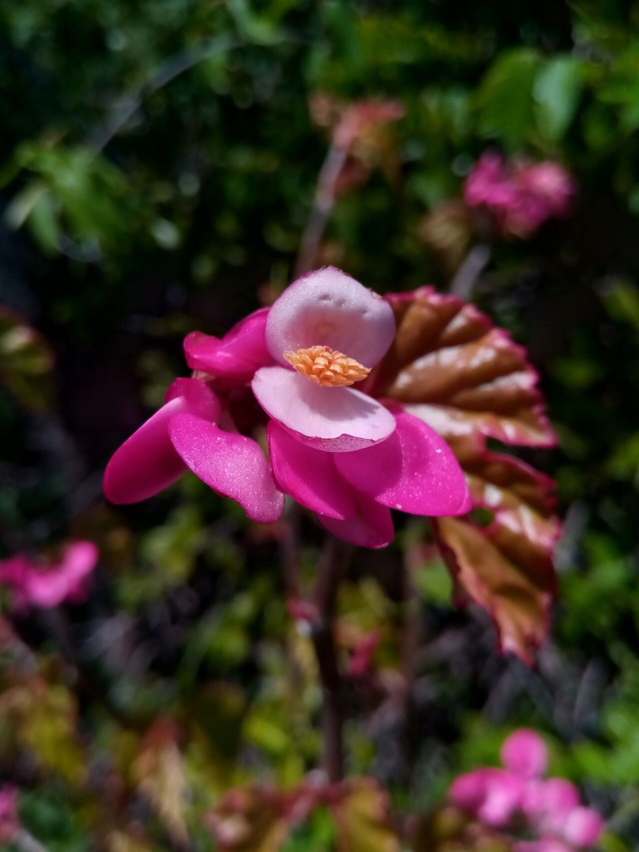 Begonia majungaensis flower