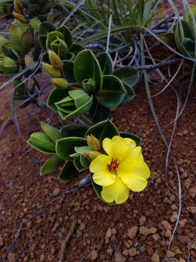 Hibbertia nana flower