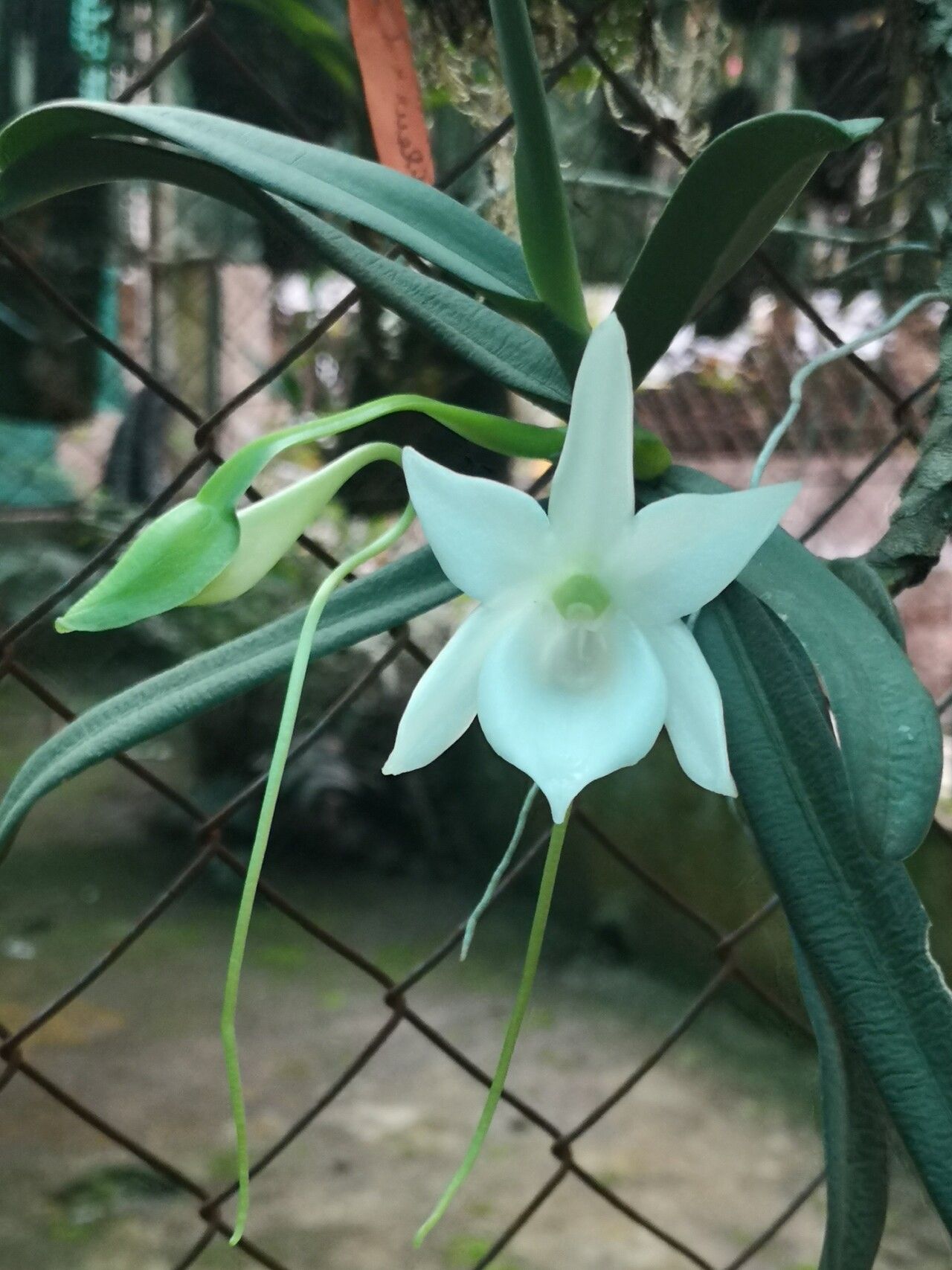 Angraecum compactum flower