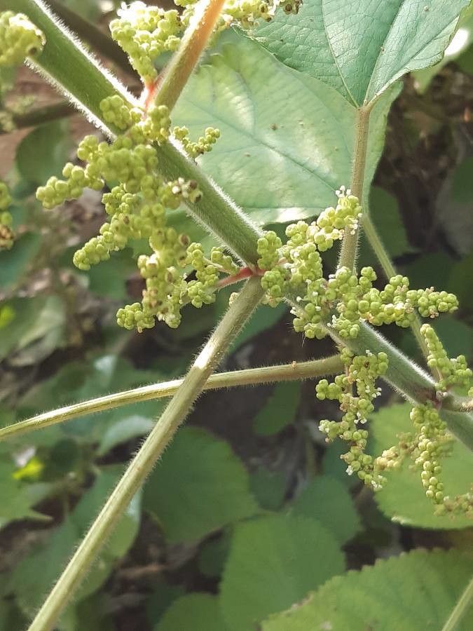 Boehmeria nivea fruit