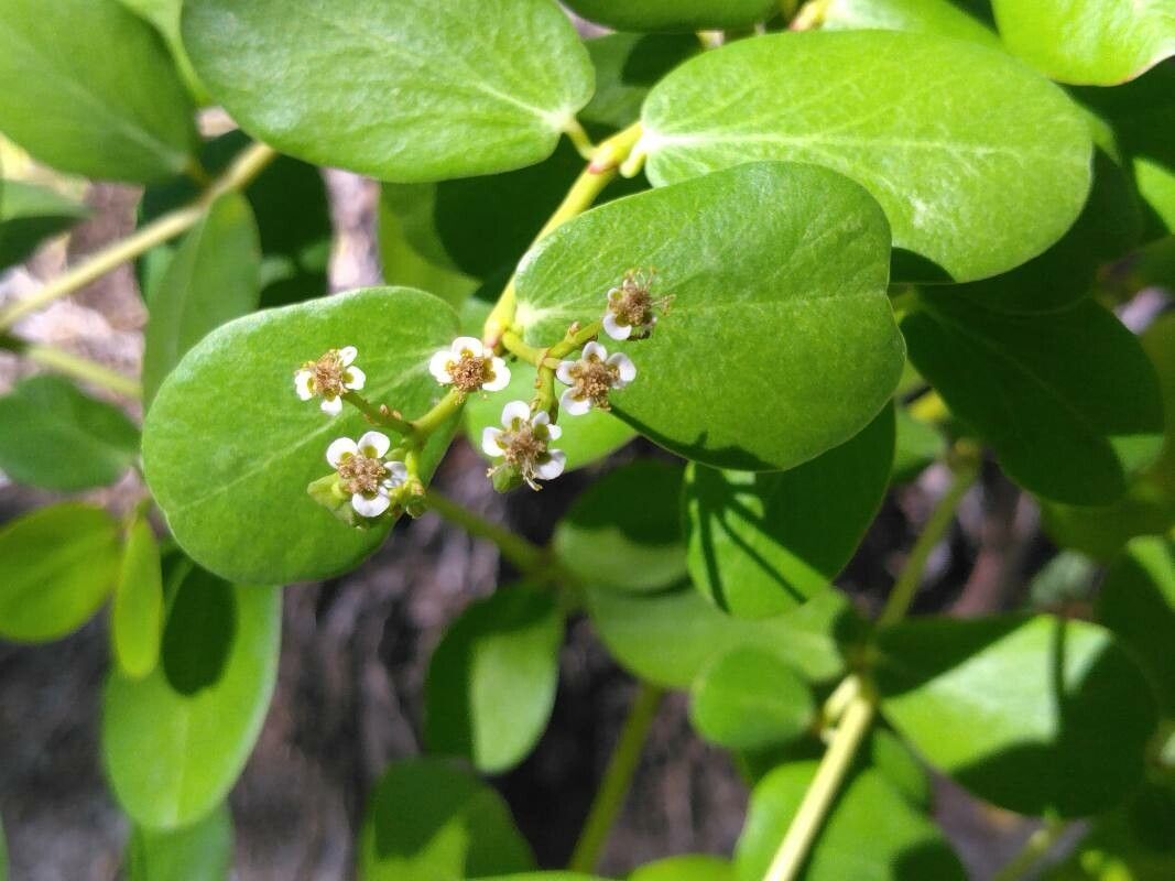 Euphorbia fosbergi flower