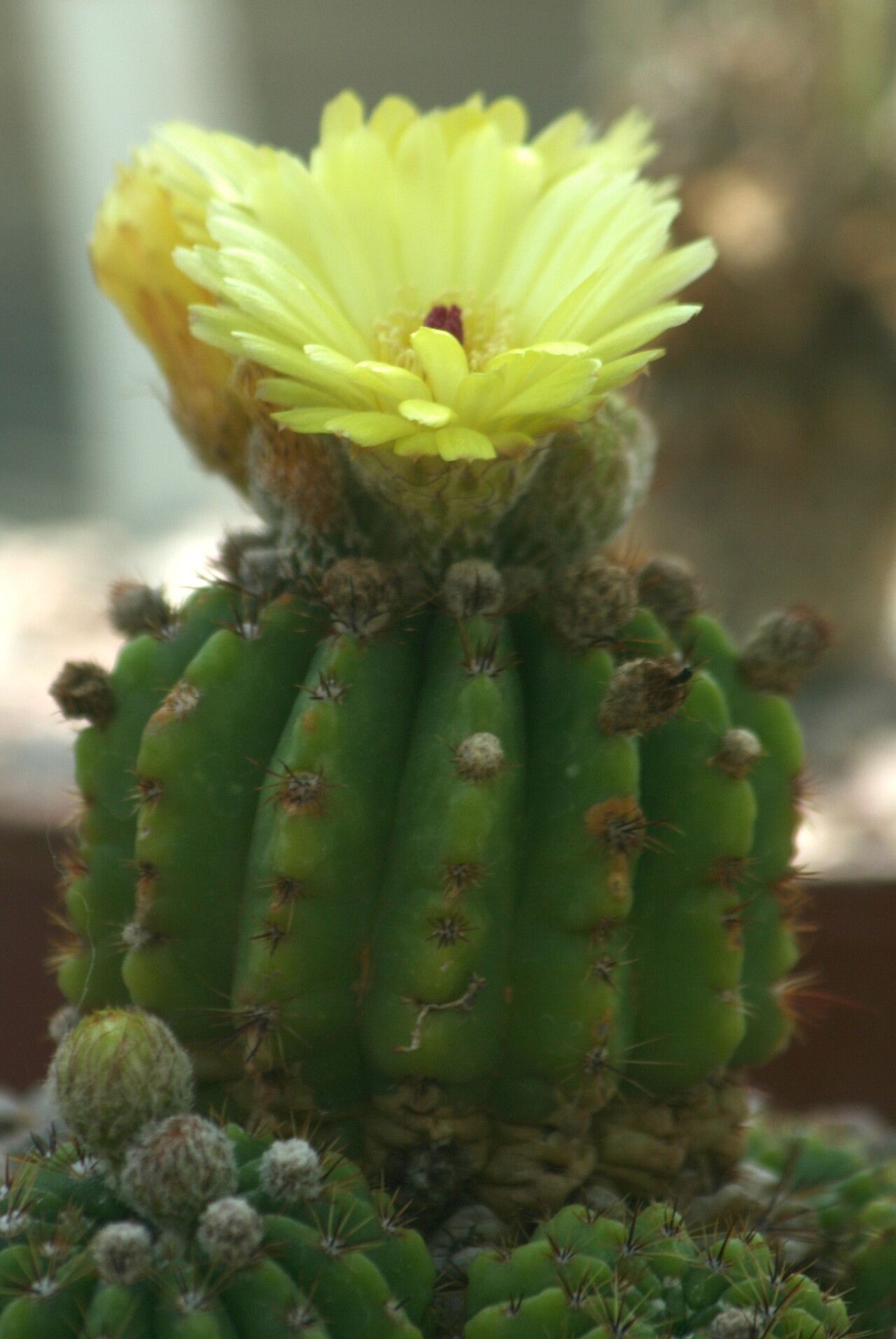 Parodia muricata — search result for 'Parodia'