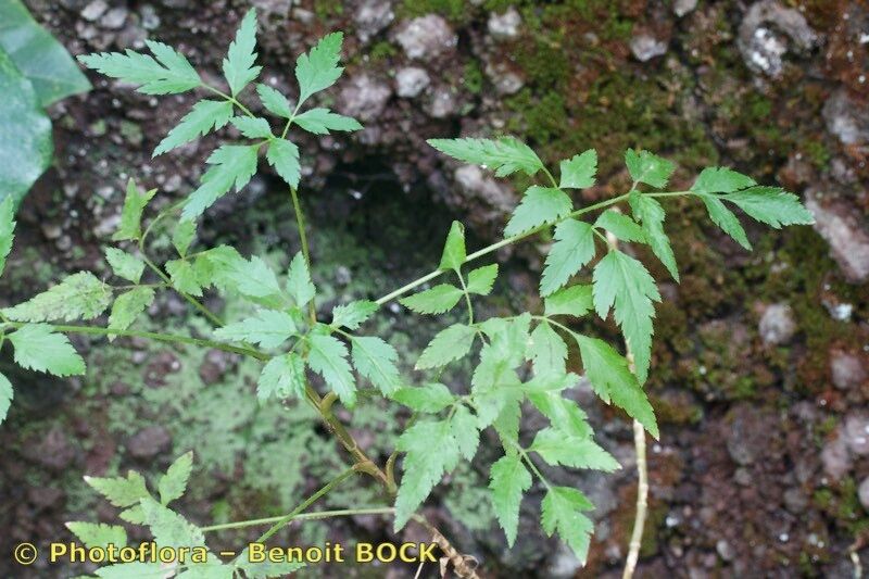 Cryptotaenia elegans — related species from the same genus