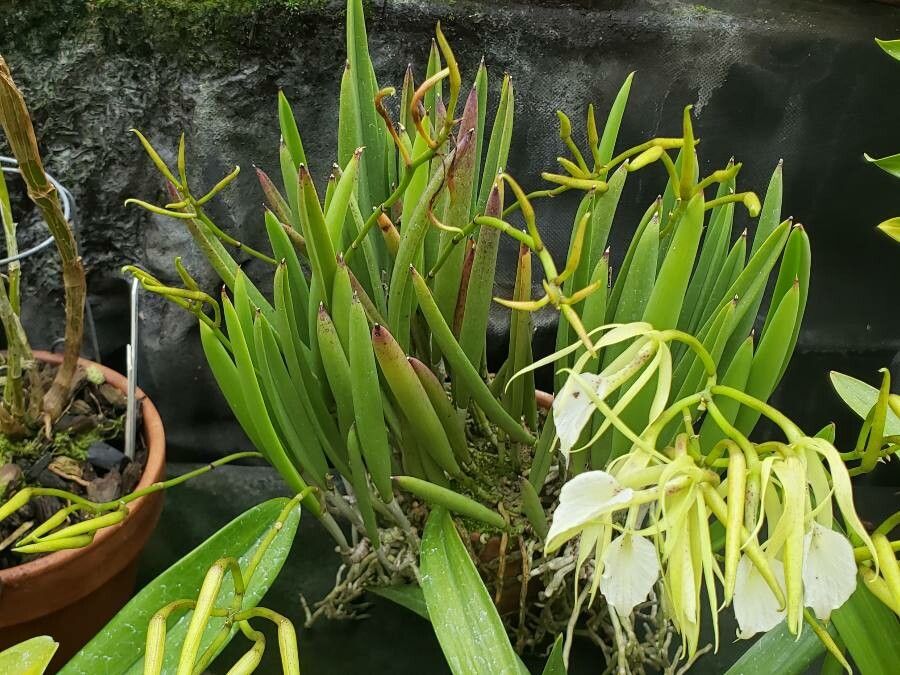 Brassavola nodosa habit