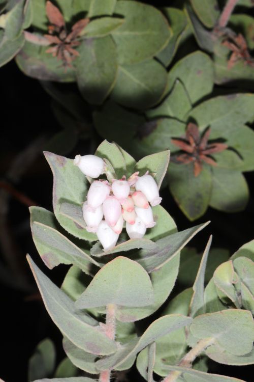 Arctostaphylos auriculata habit