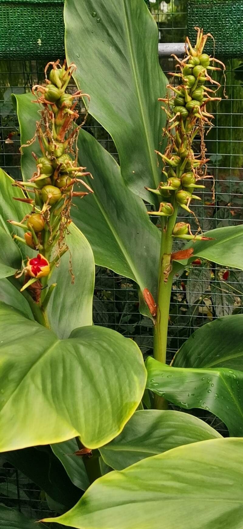 Roscoea praecox habit