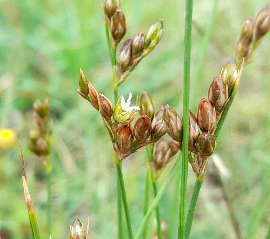 Juncus dichotomus flower