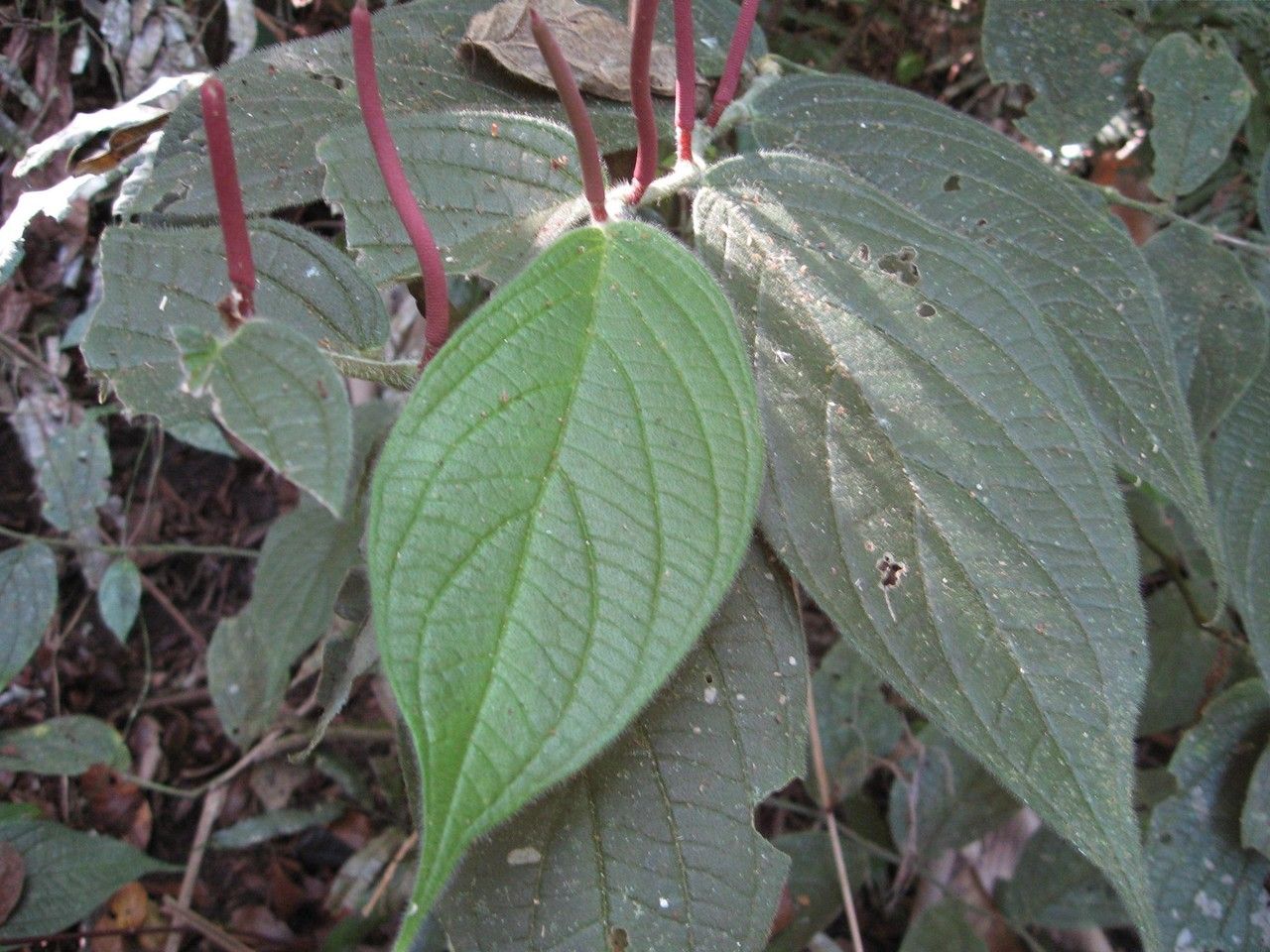 Piper polytrichum leaf