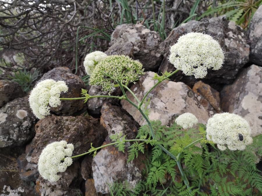 Todaroa montana flower