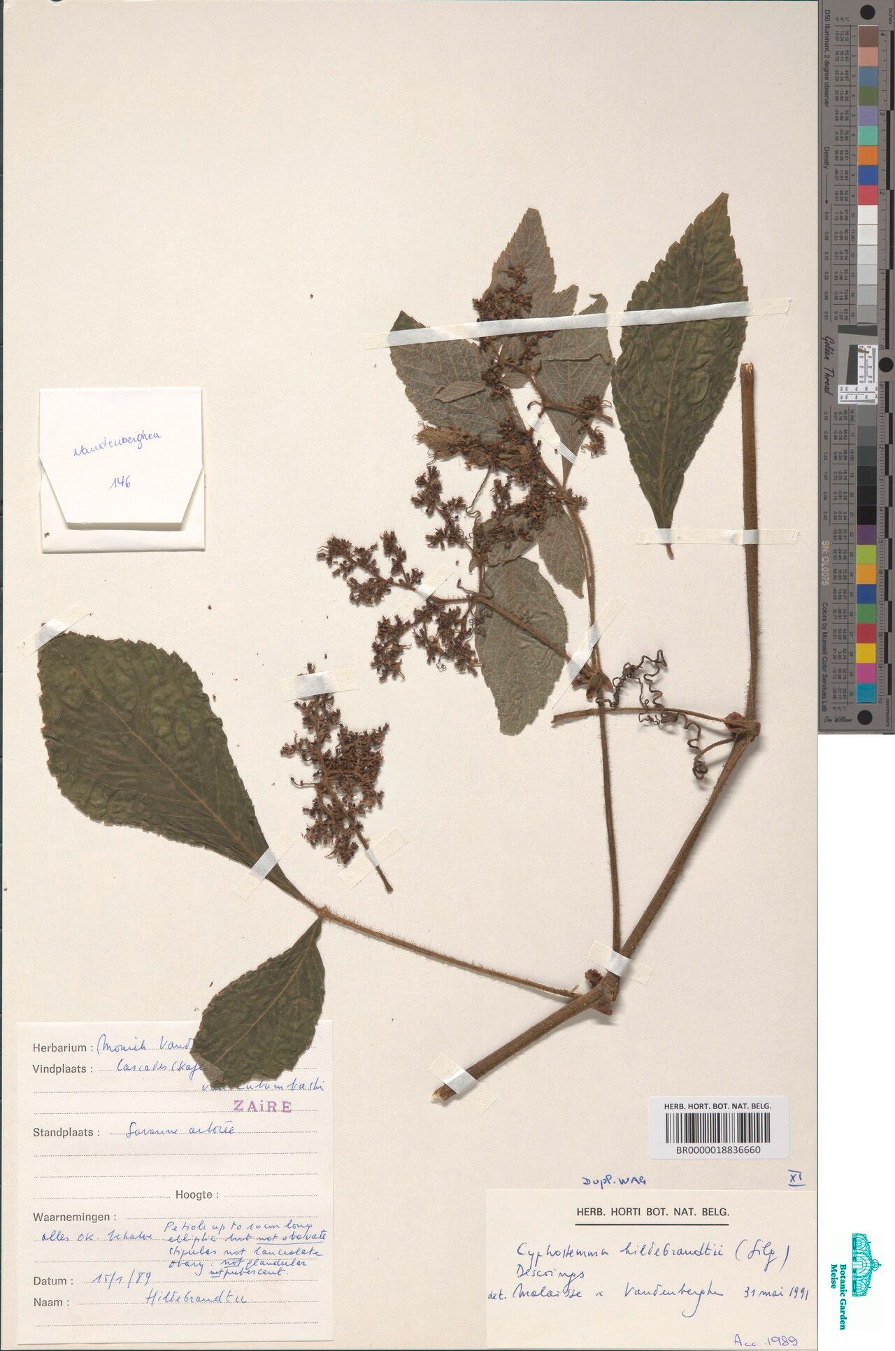 Cyphostemma hildebrandtii — houseplant care guide