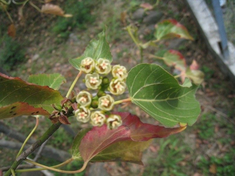 Dombeya populnea flower
