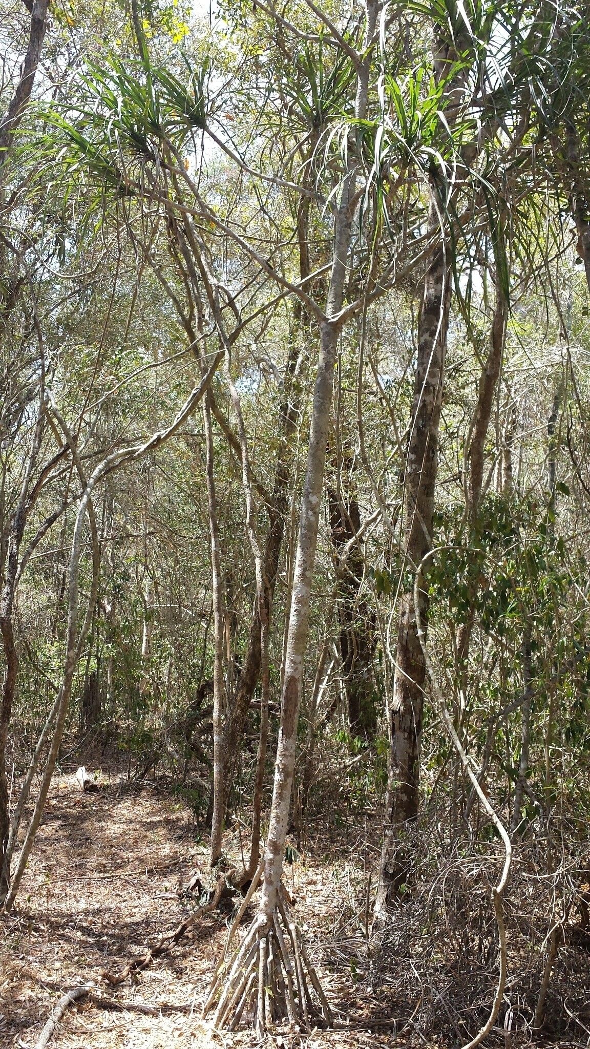 Pandanus aridus habit