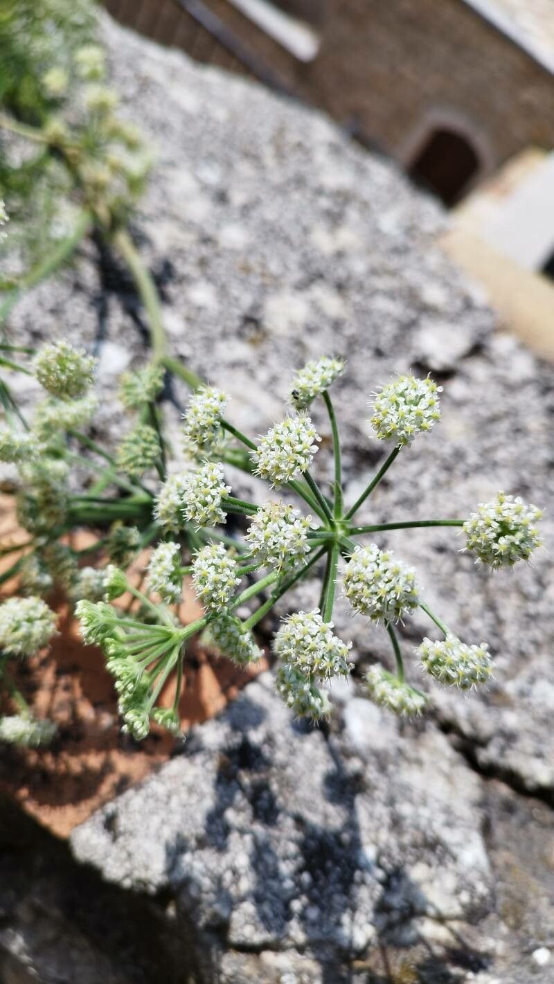 Athamanta sicula flower